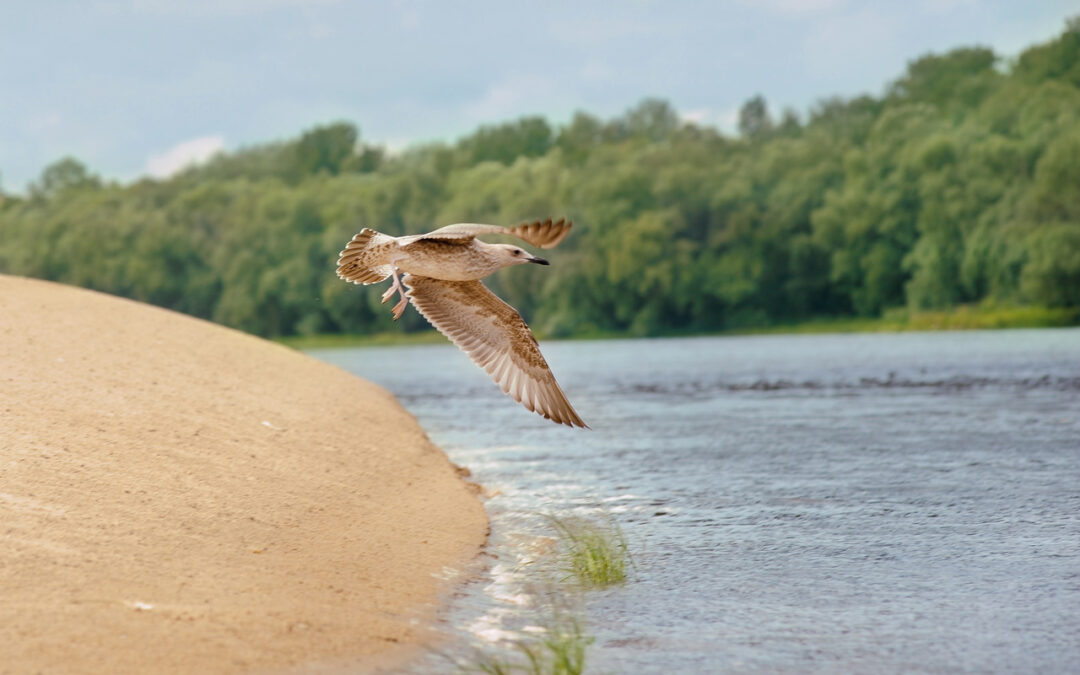 Blisko 200 inwestycji za 1 mld zł zniszczy polskie rzeki?