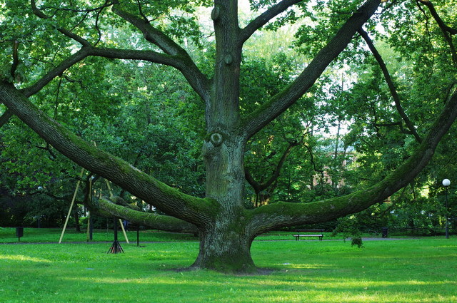 Tree Hunter w Łodzi