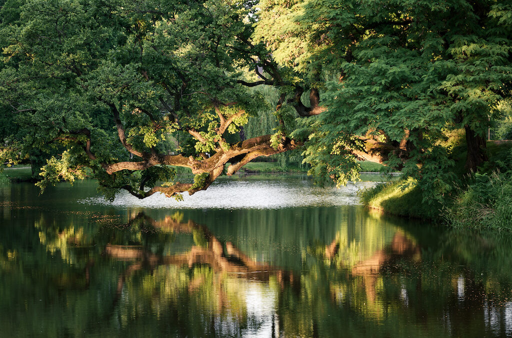 Europejskie Drzewo Roku – zagłosuj na&nbsp;Krzywe Drzewo w&nbsp;Szydłowcu!